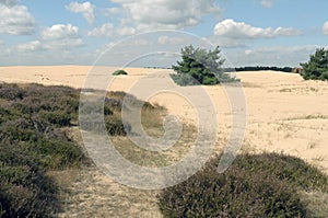 Landscape in National Park Hoge Veluwe.