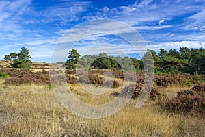 Landscape in National Park Hoge Veluwe in the Netherlands.