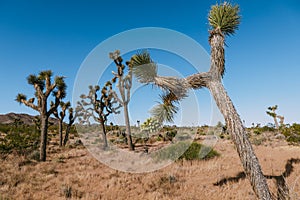 The landscape of national park Joshua Tree, USA. Joshua Tree or Yucca Brevifolia on the photo