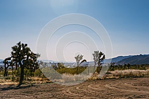 The landscape of national park Joshua Tree, USA. Joshua Tree or Yucca Brevifolia on the photo