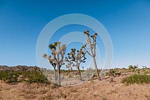 The landscape of national park Joshua Tree, USA. Joshua Tree or Yucca Brevifolia on the photo