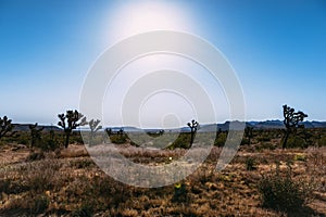 The landscape of national park Joshua Tree, USA. Joshua Tree or Yucca Brevifolia on the photo