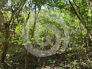 Landscape natura mountain florest nature