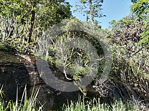 Landscape natura mountain florest nature