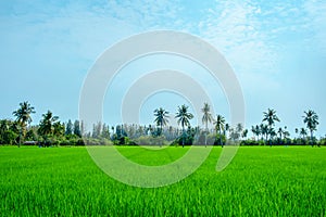 Landscape of natural green paddy or rice field with coconut tree