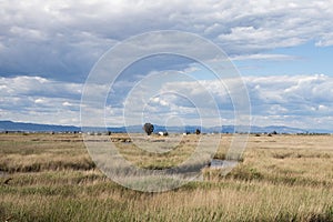 Landscape of natural park of Delta del Ebro