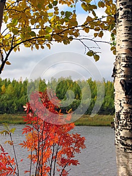 Landscape nature. Autumn. Trees with yellow leaves on the background of the river.