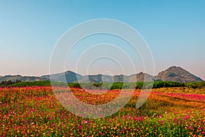 Landscape nature background of mountain and meadow covered in beautiful cosmos on blue sky