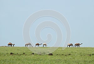 Landscape nature. Camels in the haze. Africa, Kenya.