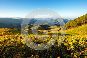 Landscape nature flower Tung Bua Tong Mexican sunflower fieldin winter season during sunrise in Mae Hong Son near Chiang Mai,