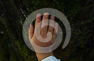 Landscape Nature Forest Photo with Trees and Leaves