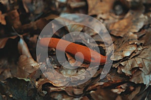 Landscape Nature Forest with Walk Paths and Trees