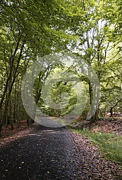 Landscape Nature in Forest with Walk Paths and Trees