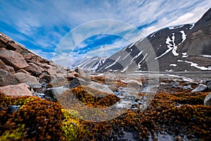 Landscape nature of the mountains of Spitzbergen Longyearbyen Svalbard on a polar day with arctic flowers in the summer