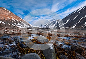 Landscape nature of the mountains of Spitzbergen Longyearbyen Svalbard on a polar day with arctic flowers in the summer