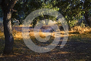 Landscape of nature reserve with oaks grove Kibbutz Kfar Glikson in HaNadiv valley in northwestern Israel.