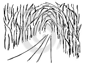 Landscape, nature, road, path through a dense, overgrown forest