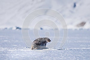 Landscape nature seal on an ice floe of Spitsbergen Longyearbyen Svalbard arctic winter polar sunshine day sky