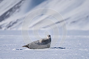 Landscape nature seal on an ice floe of Spitsbergen Longyearbyen Svalbard arctic winter polar sunshine day sky