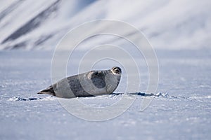 Landscape nature seal on an ice floe of Spitsbergen Longyearbyen Svalbard arctic winter polar sunshine day sky