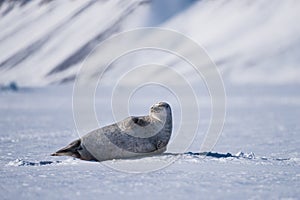 Landscape nature seal on an ice floe of Spitsbergen Longyearbyen Svalbard arctic winter polar sunshine day sky