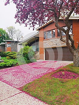 Landscape nature view of house and front yard drive-way covered with pink red small fallen apple flowers petals.