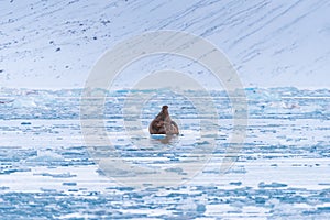 Landscape nature walrus on an ice floe of Spitsbergen Longyearbyen Svalbard arctic winter sunshine day