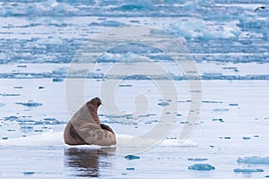 Landscape nature walrus on an ice floe of Spitsbergen Longyearbyen Svalbard arctic winter sunshine day