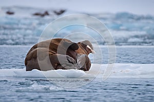 Landscape nature walrus on an ice floe of Spitsbergen Longyearbyen Svalbard arctic winter sunshine day