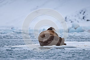 Landscape nature walrus on an ice floe of Spitsbergen Longyearbyen Svalbard arctic winter sunshine day