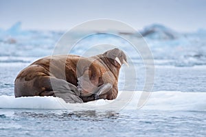 Landscape nature walrus on an ice floe of Spitsbergen Longyearbyen Svalbard arctic winter sunshine day