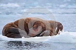 Landscape nature walrus on an ice floe of Spitsbergen Longyearbyen Svalbard arctic winter sunshine day