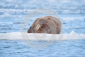 Landscape nature walrus on an ice floe of Spitsbergen Longyearbyen Svalbard arctic winter sunshine day