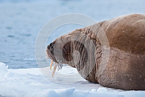 Landscape nature walrus on an ice floe of Spitsbergen Longyearbyen Svalbard arctic winter sunshine day