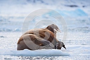 Landscape nature walrus on an ice floe of Spitsbergen Longyearbyen Svalbard arctic winter sunshine day