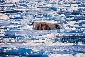 Landscape nature walrus on an ice floe of Spitsbergen Longyearbyen Svalbard arctic winter sunshine day