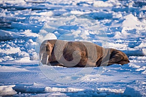 Landscape nature walrus on an ice floe of Spitsbergen Longyearbyen Svalbard arctic winter sunshine day