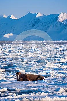 Landscape nature walrus on an ice floe of Spitsbergen Longyearbyen Svalbard arctic winter sunshine day