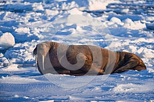 Landscape nature walrus on an ice floe of Spitsbergen Longyearbyen Svalbard arctic winter sunshine day