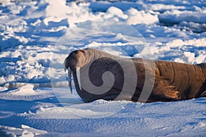 Landscape nature walrus on an ice floe of Spitsbergen Longyearbyen Svalbard arctic winter sunshine day