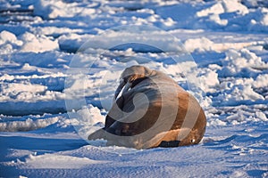 Landscape nature walrus on an ice floe of Spitsbergen Longyearbyen Svalbard arctic winter sunshine day