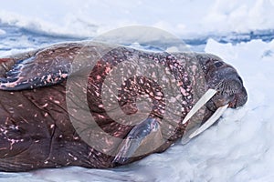 Landscape nature walrus on an ice floe of Spitsbergen Longyearbyen Svalbard arctic winter sunshine day