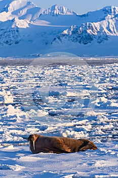 Landscape nature walrus on an ice floe of Spitsbergen Longyearbyen Svalbard arctic winter sunshine day