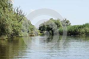 Landscape on a navigable canal surrounded by vegetation in the Danube Delta during a beautiful sunny day with blue sky. Cruising