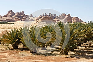 Landscape near Al Ula, Saudi Arabia with date palms photo