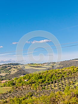 Landscape near Brunello, with grove of olive trees, Italy