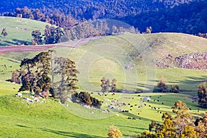Landscape near Derby in Tasmania Australia