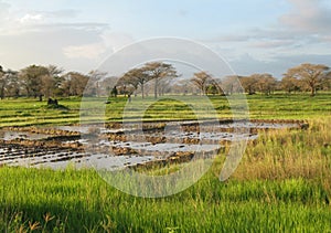 A landscape near of Diouloulou