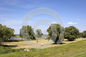 Landscape near the Elbe River and Magedburg. Magdeburg is defined by untouched nature