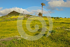 Landscape near Haria at Lanzarote on Canary island, Spain